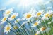 Wall mural sunny white daisies