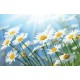 Wall mural sunny white daisies