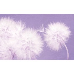 Wall murals delicate dandelions on blue and purple background - 2 colors