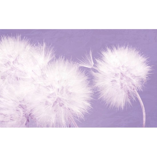 Wall murals delicate dandelions on blue and purple background - 2 colors Wall murals delicate dandelions on blue and purple background - 2 colors