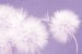 Wall murals delicate dandelions on blue and purple background - 2 colors
