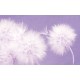 Wall murals delicate dandelions on blue and purple background - 2 colors Wall murals delicate dandelions on blue and purple background - 2 colors