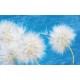 Wall murals delicate dandelions on blue and purple background - 2 colors Wall murals delicate dandelions on blue and purple background - 2 colors