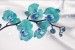 Photo mural branch orchid turquoise and silk