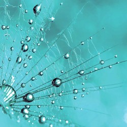 Wall murals simple dandelion in turquoise in 2 colors