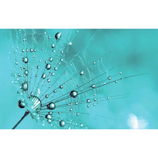 Wall murals simple dandelion in turquoise in 2 colors Wall murals simple dandelion in turquoise in 2 colors