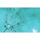 Wall murals simple dandelion in turquoise in 2 colors Wall murals simple dandelion in turquoise in 2 colors