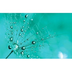 Wall murals simple dandelion in turquoise in 2 colors