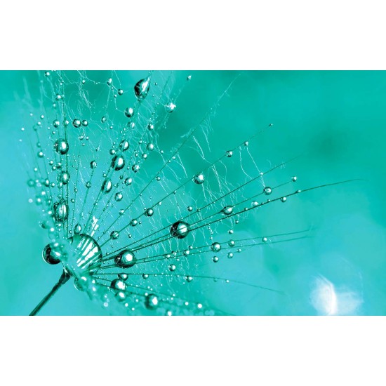 Wall murals simple dandelion in turquoise in 2 colors Wall murals simple dandelion in turquoise in 2 colors