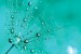 Wall murals simple dandelion in turquoise in 2 colors