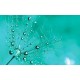 Wall murals simple dandelion in turquoise in 2 colors Wall murals simple dandelion in turquoise in 2 colors