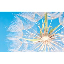 Photo Wall murals attractive dandelion blue background in 2 variants