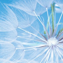 Photo Wall murals attractive dandelion blue background in 2 variants