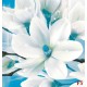Photo Wall murals abstract composition with magnolia macro blue Photo Wall murals abstract composition with magnolia macro blue