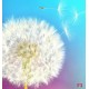 Wall mural white dandelion with colorful multi color background Wall mural white dandelion with colorful multi color background