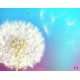 Wall mural white dandelion with colorful multi color background Wall mural white dandelion with colorful multi color background