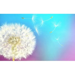 Wall mural white dandelion with colorful multi color background