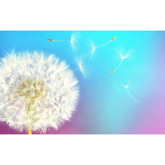 Wall mural white dandelion with colorful multi color background Wall mural white dandelion with colorful multi color background