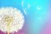 Wall mural white dandelion with colorful multi color background
