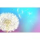 Wall mural white dandelion with colorful multi color background Wall mural white dandelion with colorful multi color background
