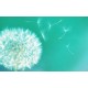 Wall mural white dandelion with colorful multi color background Wall mural white dandelion with colorful multi color background