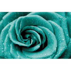 Wallpapers mural rose in turquoise Wallpapers mural rose in turquoise