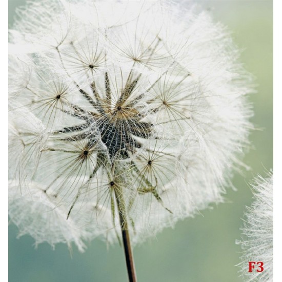 Wall mural delicate white dandelions Wall mural delicate white dandelions