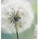 Wall mural delicate white dandelions Wall mural delicate white dandelions