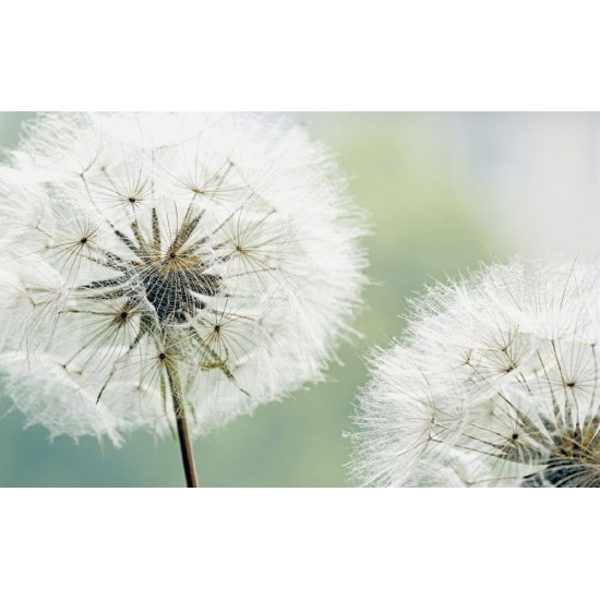 Wall mural delicate white dandelions Wall mural delicate white dandelions