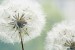 Wall mural delicate white dandelions 