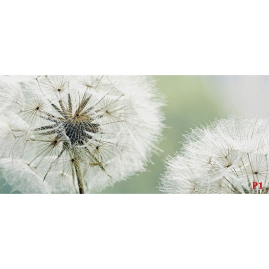 Wall mural delicate white dandelions Wall mural delicate white dandelions