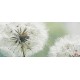 Wall mural delicate white dandelions Wall mural delicate white dandelions