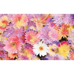 Photo mural soft bouquet of colorful flowers Photo mural soft bouquet of colorful flowers