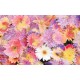 Photo mural soft bouquet of colorful flowers Photo mural soft bouquet of colorful flowers