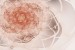 Wall mural abstract flower in colorful beige