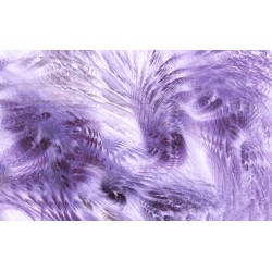 Wallpapers mural feathers in purple