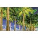 Wallpapers mural beautiful city view of the alley with palm Wallpapers mural beautiful city view of the alley with palm