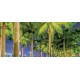 Wallpapers mural beautiful city view of the alley with palm Wallpapers mural beautiful city view of the alley with palm