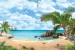 Wallpapers mural tropical view of the sea palms and parrot