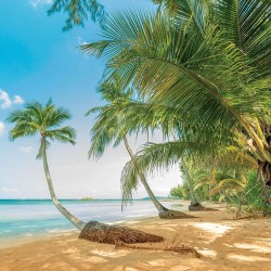Wallpapers mural palm seashore close view