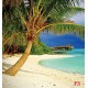 Wallpapers lonely palm on ocean coastal seascape