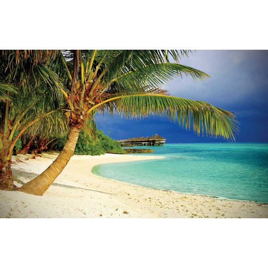 Wallpapers lonely palm on ocean coastal seascape