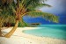 Wallpapers lonely palm on ocean coastal seascape