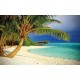 Wallpapers lonely palm on ocean coastal seascape