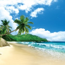 Wallpapers mural beautiful sand shore with palms