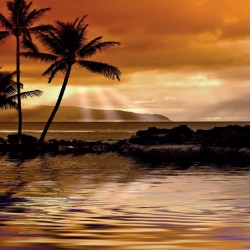 Wallpapers mural beautiful sea shore on sunset with palms