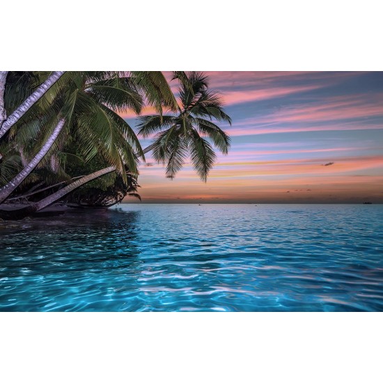 Photo mural ocean sunset with hanging palm trees in 2 variants