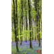 Wall mural beautiful green forest with purple flowers
