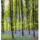 Wall mural beautiful green forest with purple flowers