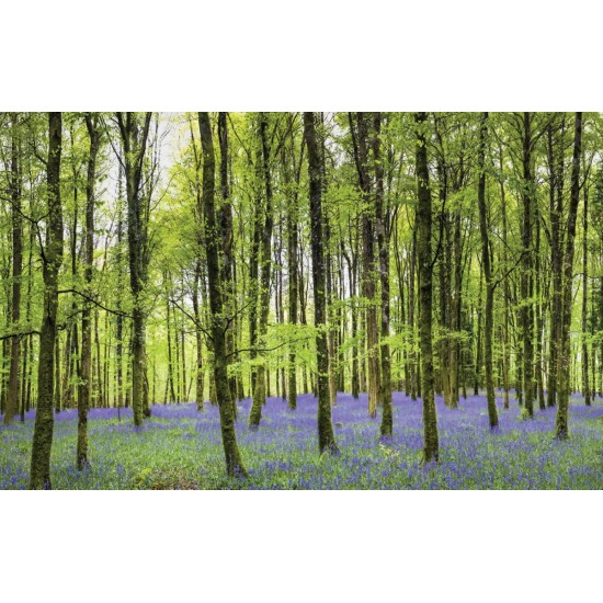 Wall mural beautiful green forest with purple flowers
